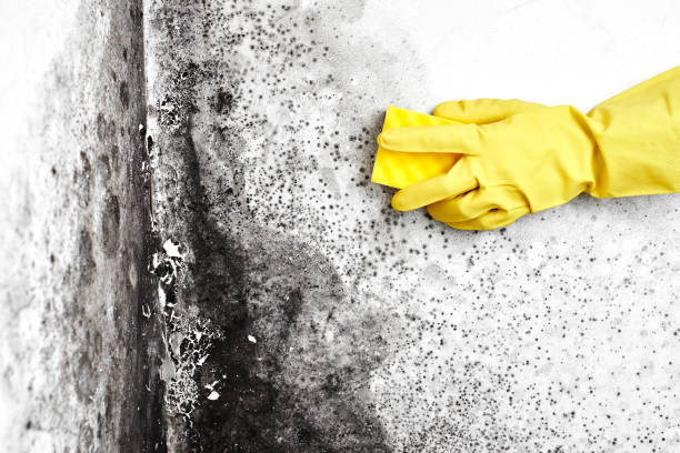 Best Same-Day Mold Removal  in Elliston, VA