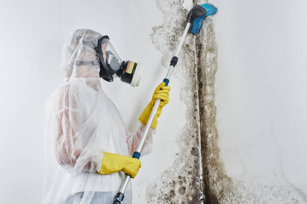Best Best Mold Removal Companies  in Elliston, VA
