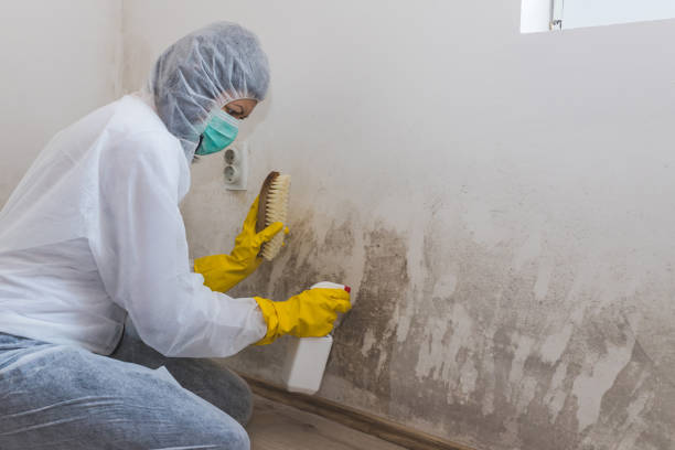 Best Mold Removal Company Near Me  in Elliston, VA