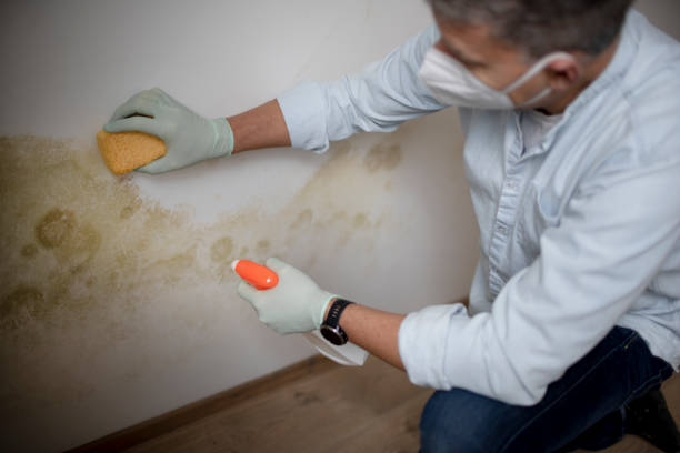 Best Emergency Mold Removal  in Elliston, VA