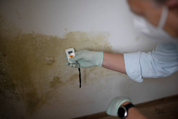 Best Mold Testing  in Elliston, VA