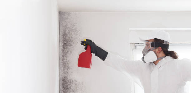 Best Same-Day Mold Removal  in Elliston, VA