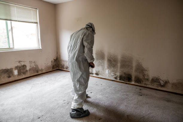 Best Home Mold Removal  in Elliston, VA