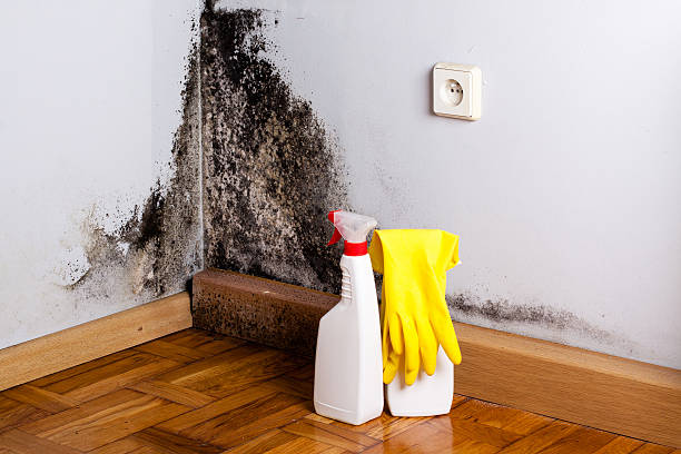 Elliston, VA Mold Removal Company