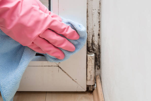 Best Fast Mold Removal  in Elliston, VA
